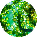 Chlorella