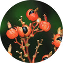 Guarana