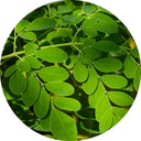 Moringa