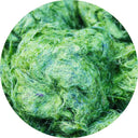 Spirulina